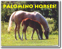 Palomino Horses Ring
